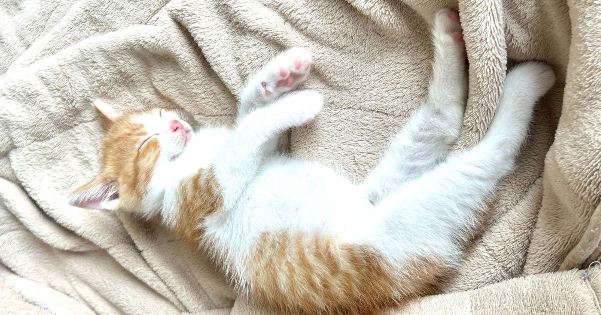 草刈り中に保護した子猫