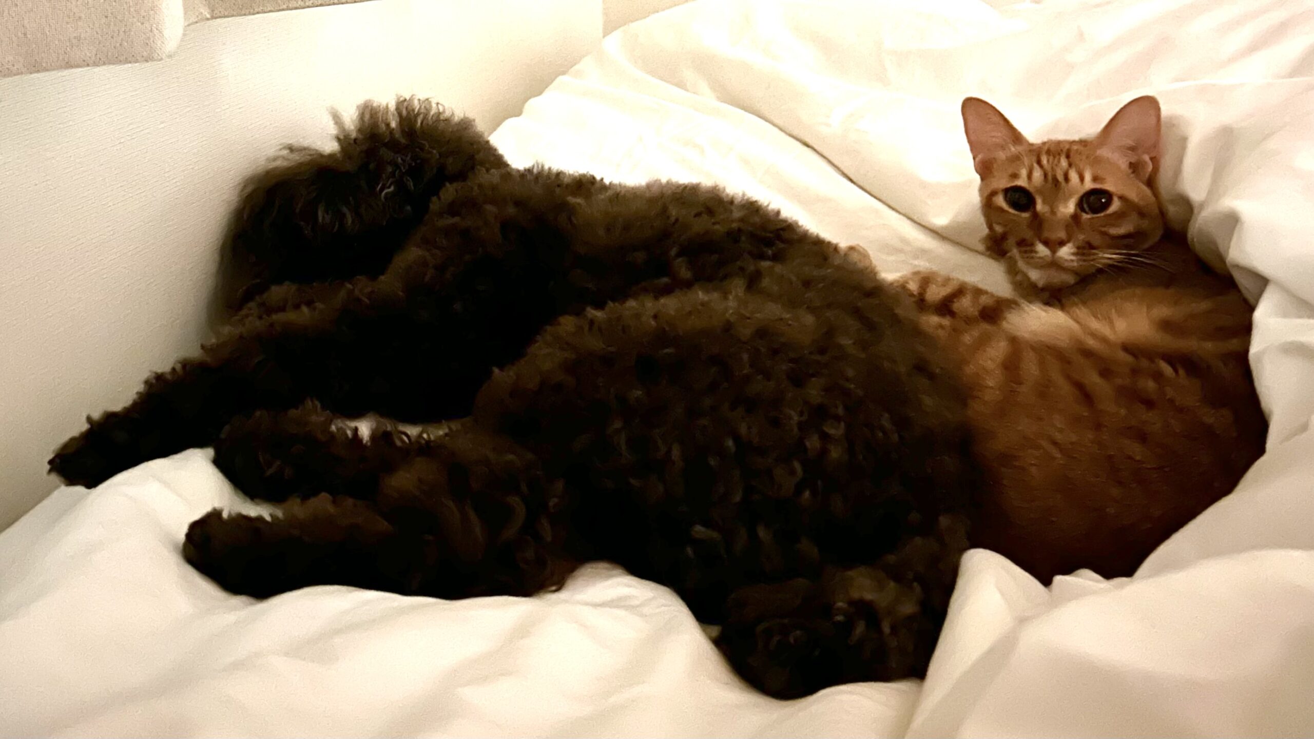 足元の犬と猫